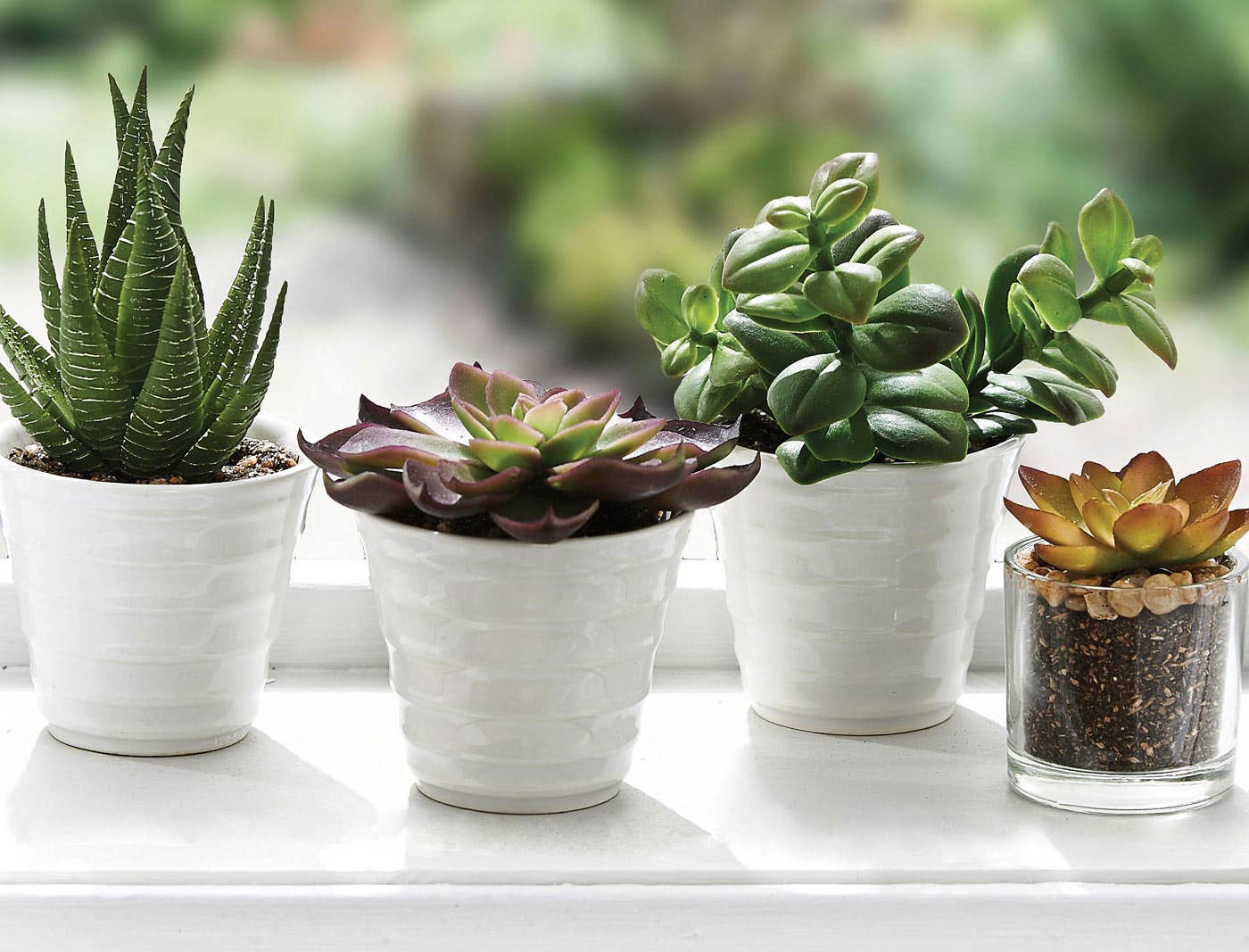 Aloe in Ceramic Pot